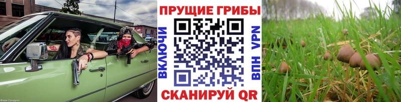 Галлюциногенные грибы мицелий  Томмот 